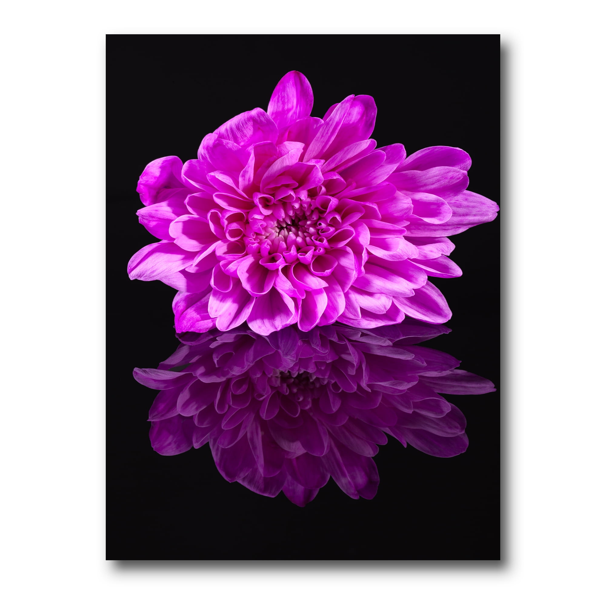 Designart ' Single Purple Chrysanthemum Flower On Black Reflection ' Traditional Canvas Wall Art Print
