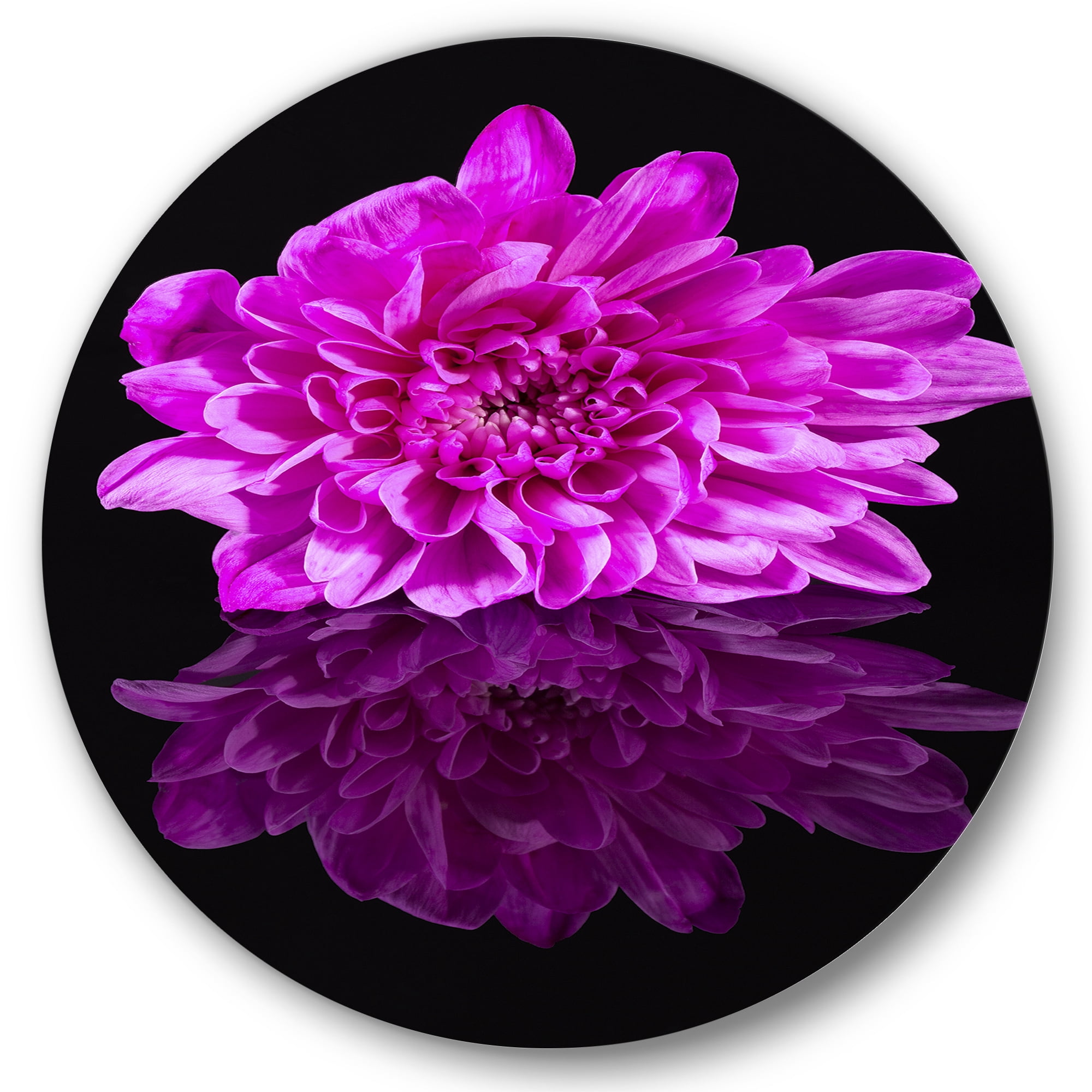 Designart 'Single Purple Chrysanthemum Flower On Black Reflection' Traditional Circle Metal Wall Art 36x36 - Disc of 36