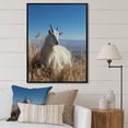 thumbnail image 1 of Designart "Solitary Grazing White Goat" Animals Framed Wall Art - Traditional White Goat Entryway Framed Wall Art, 1 of 6