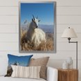thumbnail image 1 of Designart "Solitary Grazing White Goat" Animals Framed Wall Art - Traditional White Goat Entryway Framed Wall Art, 1 of 6