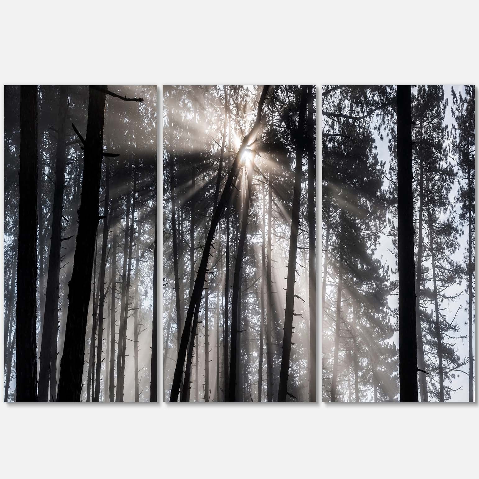Designart 'Sunbeams through Black White Forest ' Forest Canvas Wall Art Print