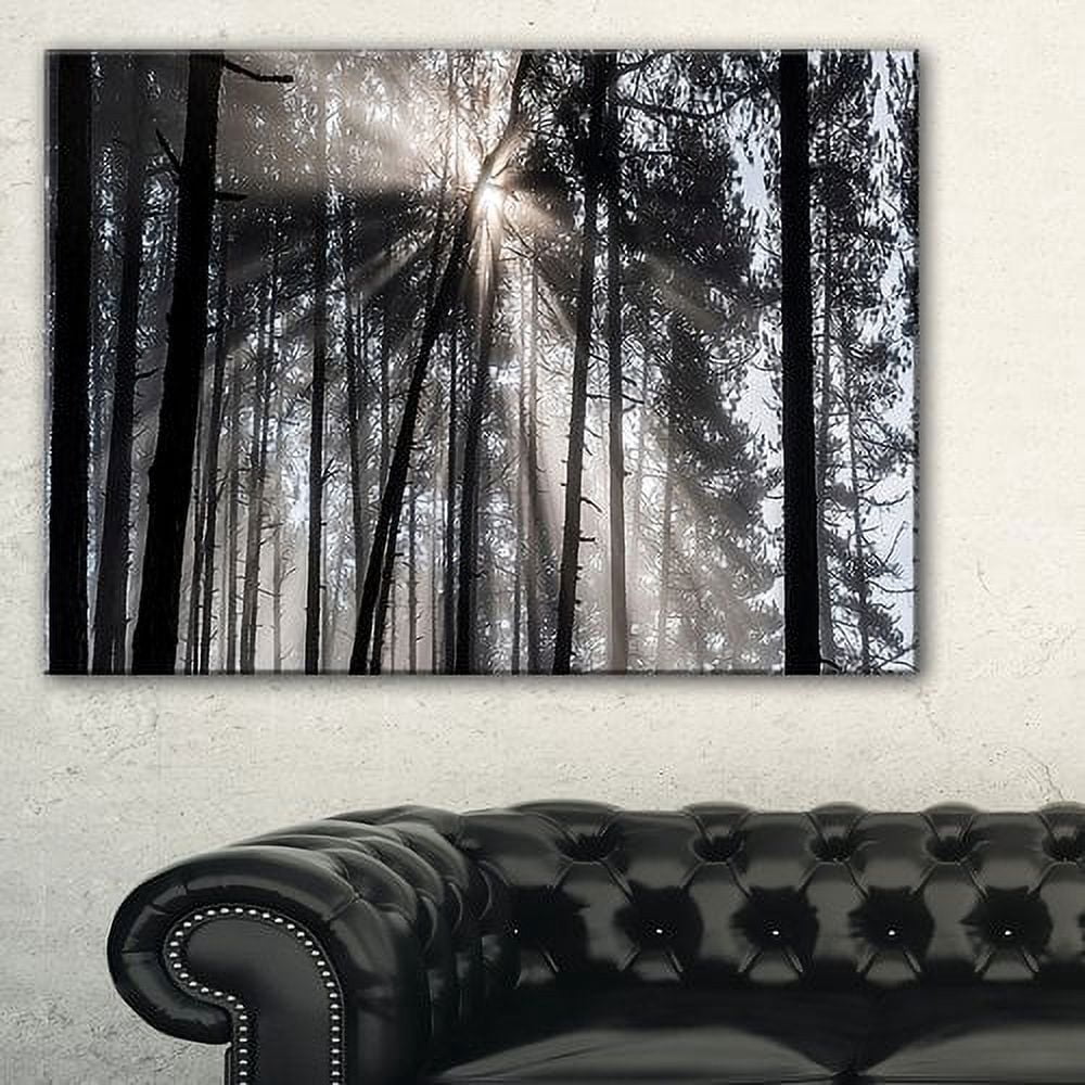 Designart 'Sunbeams through Black White Forest ' Forest Canvas Wall Art Print