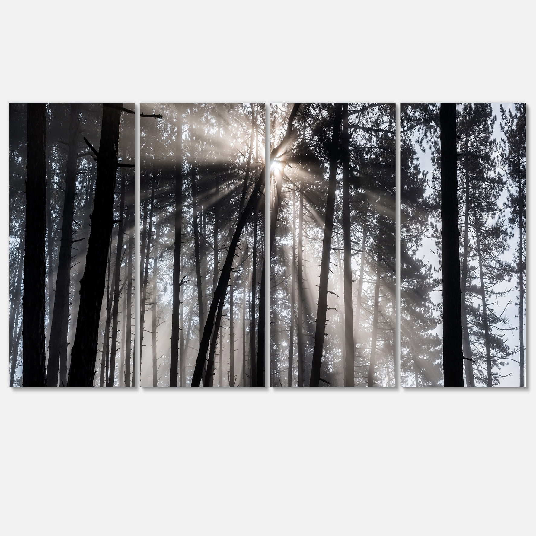 Designart 'Sunbeams through Black White Forest ' Forest Canvas Wall Art Print
