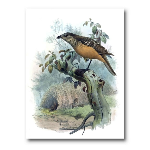 Designart ' The Paradise Birds on a Tree Branch ' Traditional Canvas Wall Art Print