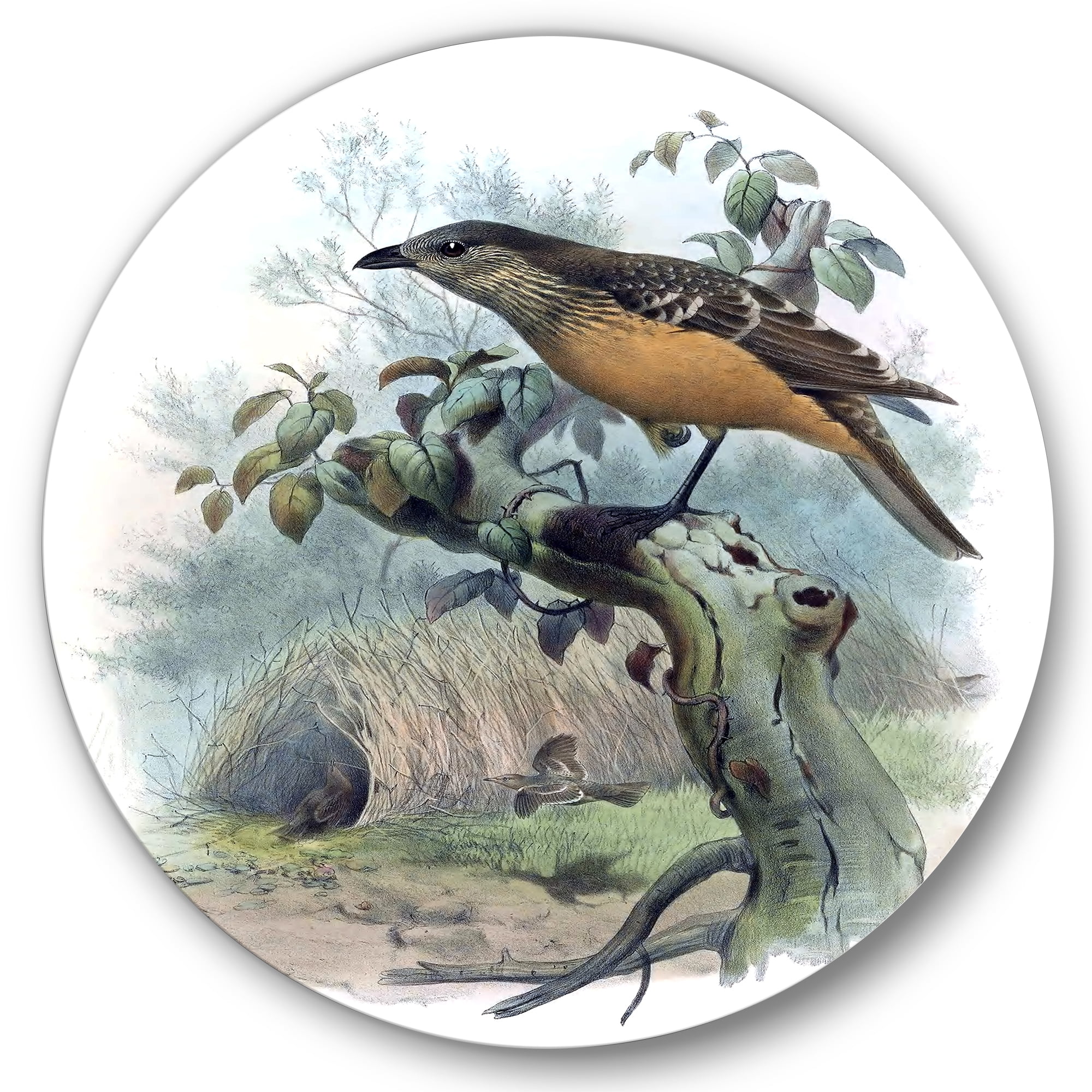 Designart 'The Paradise Birds on a Tree Branch' Traditional Circle Metal Wall Art 36x36 - Disc of 36