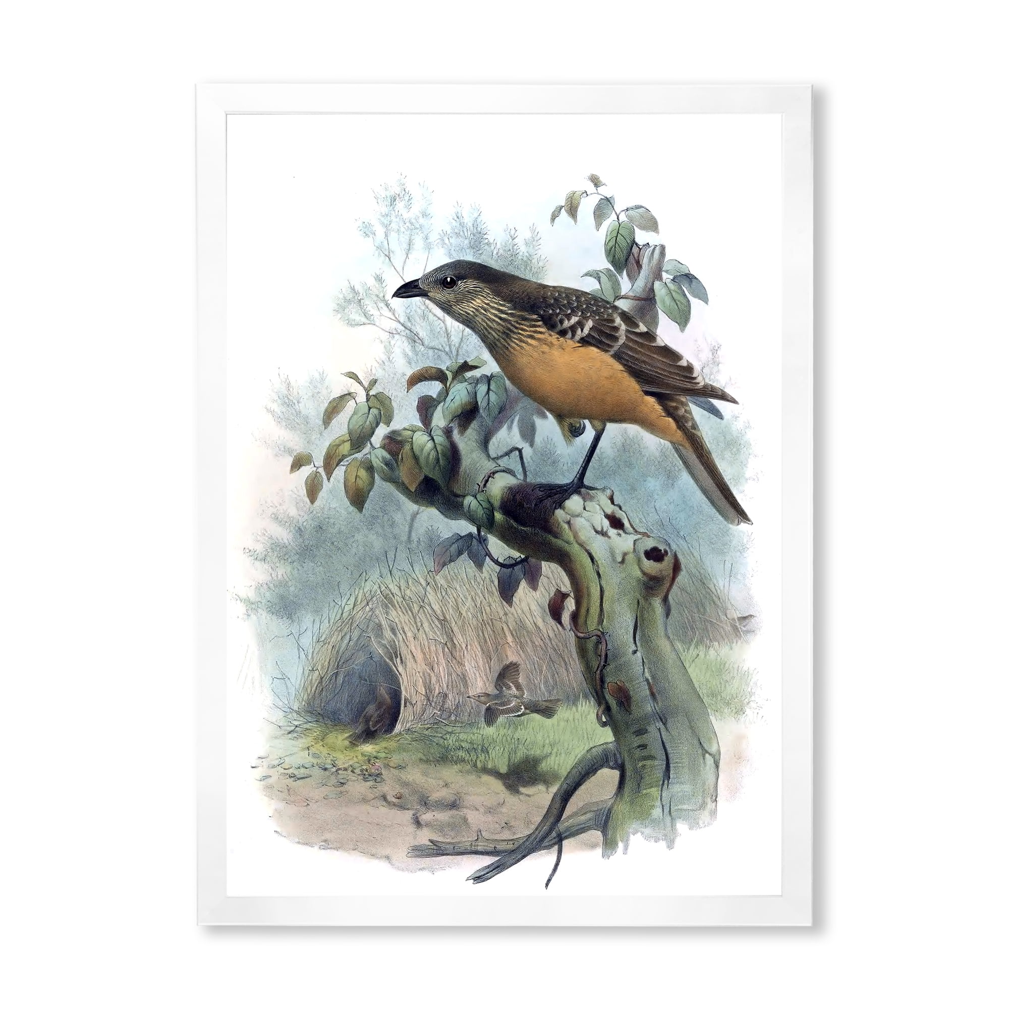 Designart 'The Paradise Birds on a Tree Branch' Traditional Framed Art Print