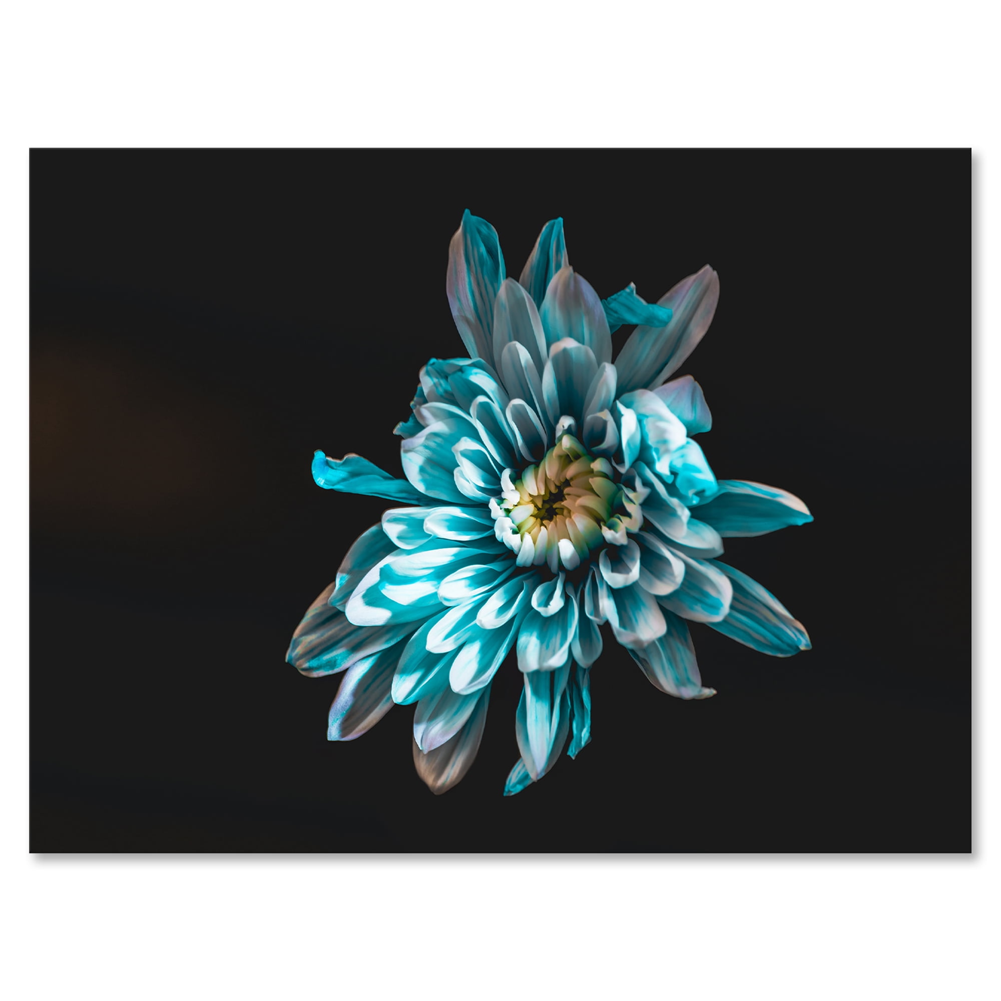 Designart ' Top View of White and Blue Flower ' Traditional Canvas Wall Art Print