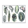thumbnail image 1 of Designart 'Tropical Calathea Leaves On White' Bohemian & Eclectic Framed Canvas Wall Art Print, 1 of 1