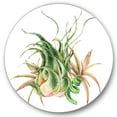 thumbnail image 1 of Designart 'Tropical Leaves Air Plant Succulent On White' Farmhouse Circle Metal Wall Art 11x11 - Disc of 11, 1 of 5