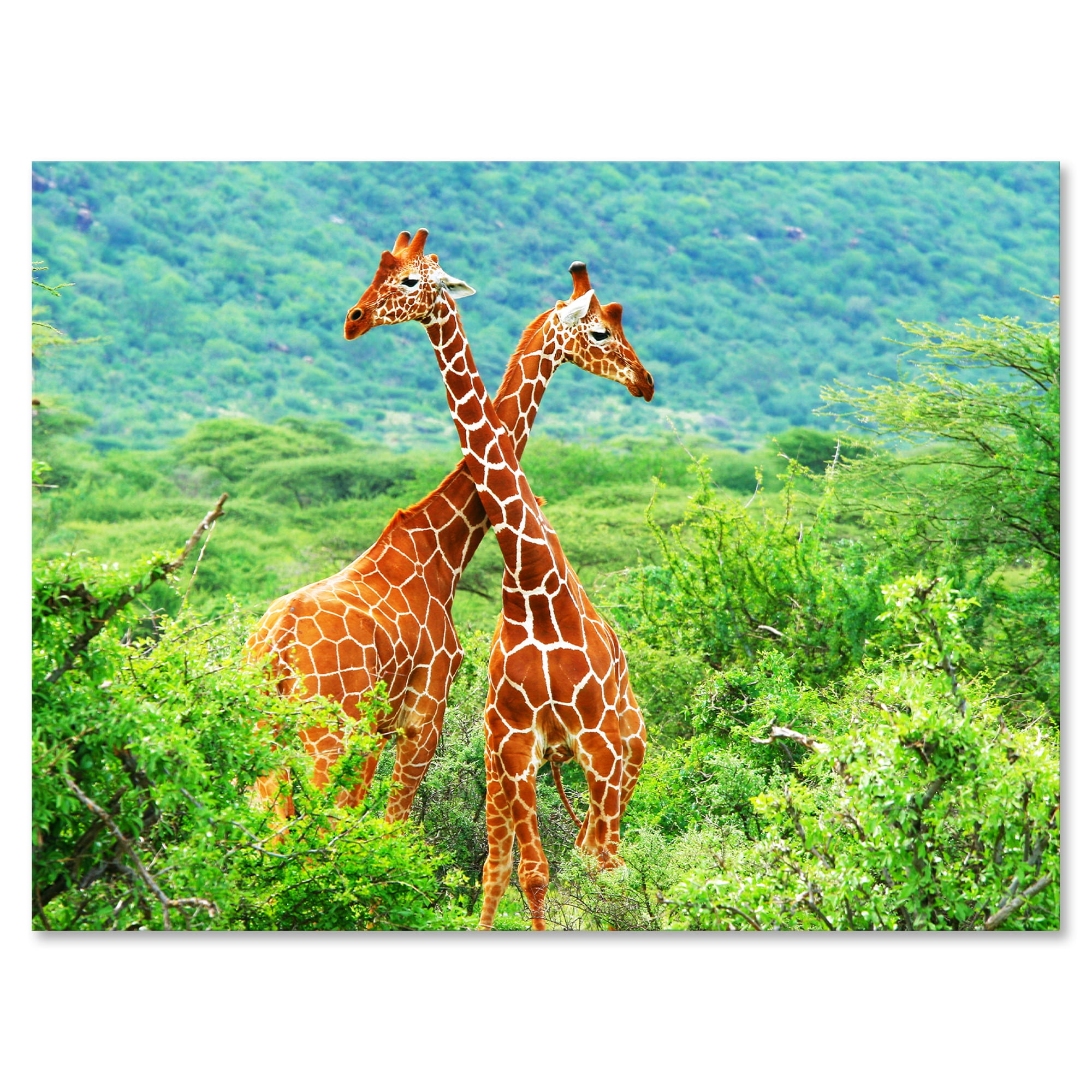 Designart ' Two Giraffes Fighting In Lush Green Wild ' Farmhouse Canvas Wall Art Print