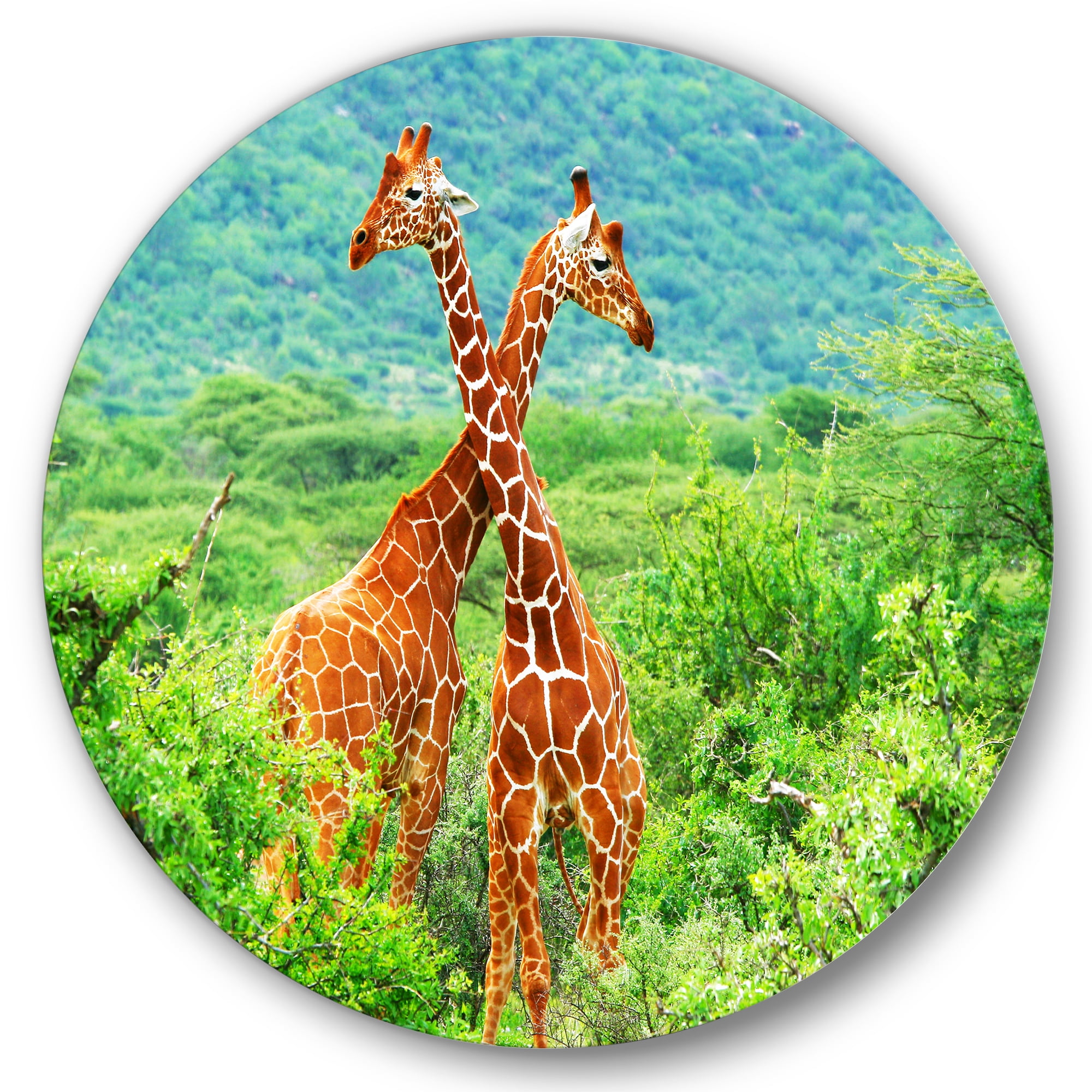 Designart 'Two Giraffes Fighting In Lush Green Wild' Farmhouse Circle Metal Wall Art 29x29 - Disc of 29
