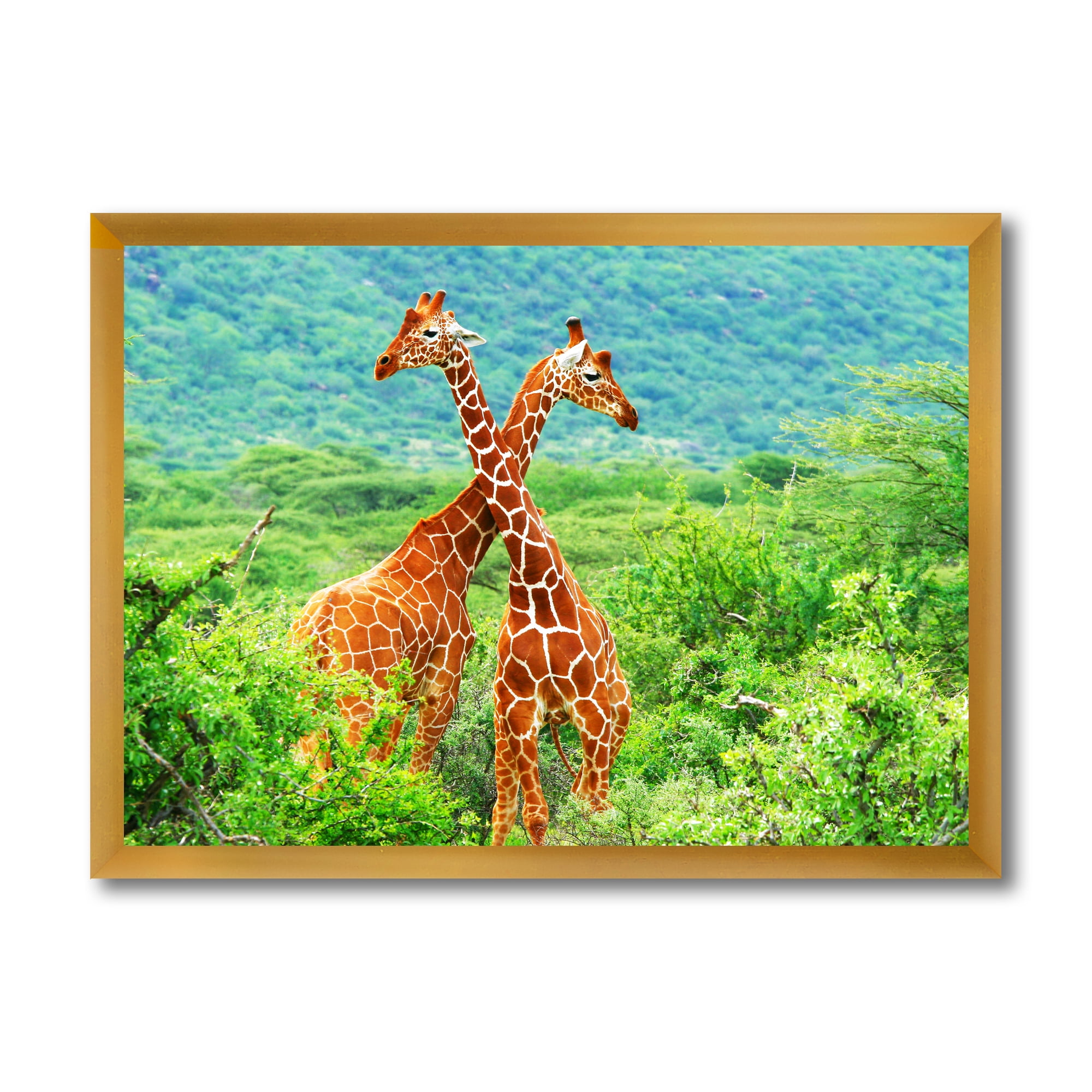 Designart 'Two Giraffes Fighting In Lush Green Wild' Farmhouse Framed Art  Print, image size:2000x2000