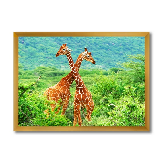 Designart 'Two Giraffes Fighting In Lush Green Wild' Farmhouse Framed Art Print