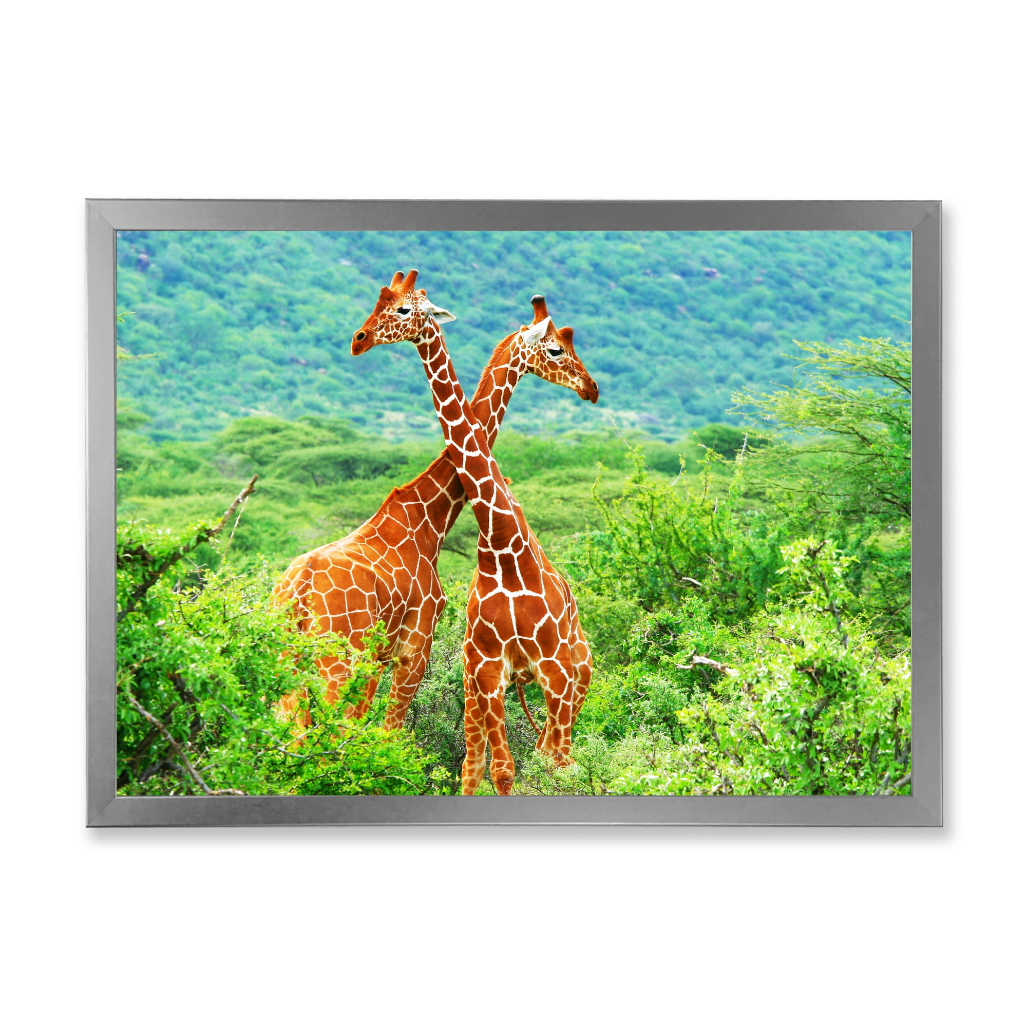 Designart 'Two Giraffes Fighting In Lush Green Wild' Farmhouse Framed Art Print