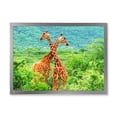 thumbnail image 1 of Designart 'Two Giraffes Fighting In Lush Green Wild' Farmhouse Framed Art Print, 1 of 4