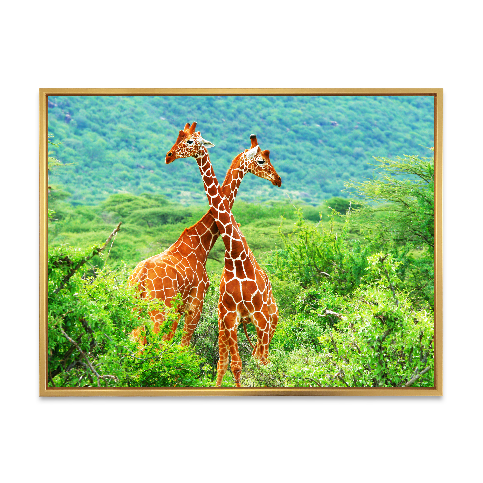 Designart 'Two Giraffes Fighting In Lush Green Wild' Farmhouse Framed Canvas Wall Art Print