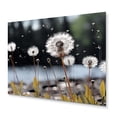 thumbnail image 1 of Designart "White Black Dandelion I" Floral Metal Art Print, 1 of 5