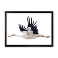 thumbnail image 1 of Designart 'White Stork Ciconia Flying Bird ' Traditional Framed Art Print, 1 of 4