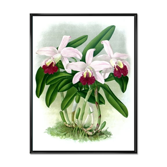 Designart 'White Vintage Orchid Flower I' Traditional Framed Canvas Wall Art Print