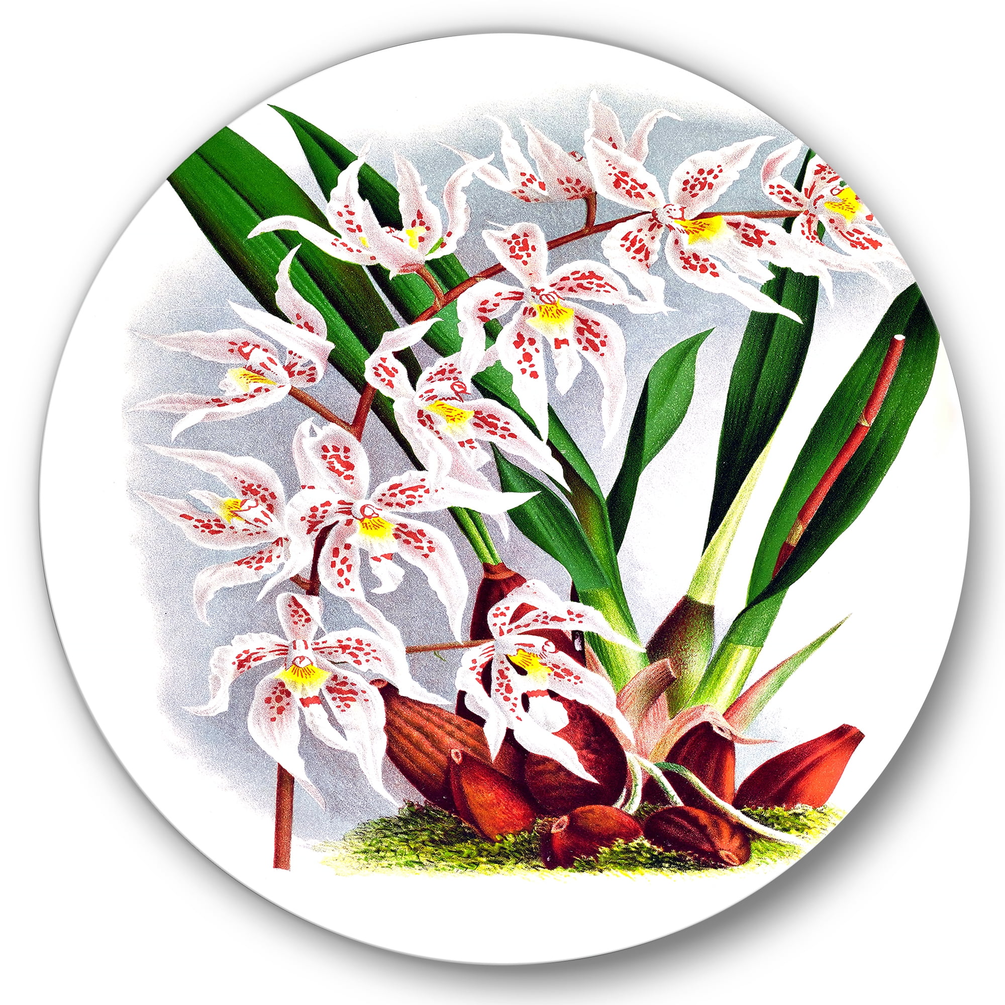 Designart 'White Vintage Orchid Flower II' Traditional Circle Metal Wall Art 11x11 - Disc of 11