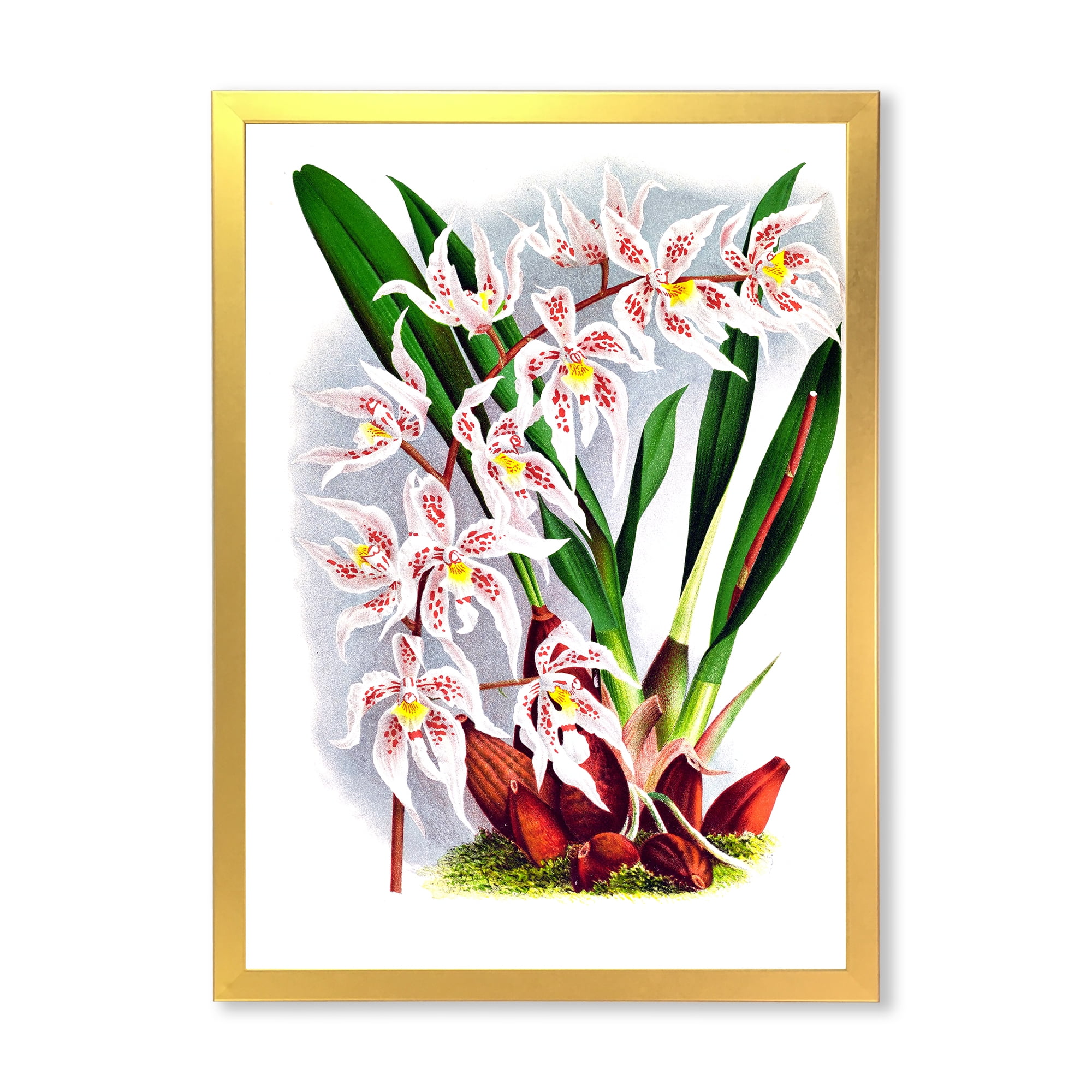 Designart 'White Vintage Orchid Flower II' Traditional Framed Art Print