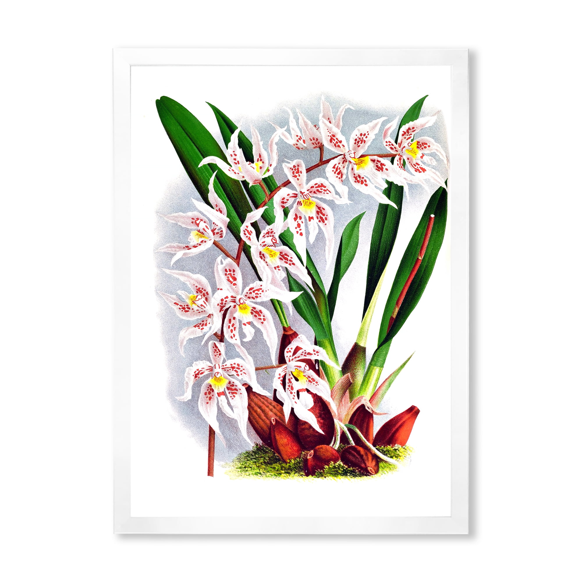 Designart 'White Vintage Orchid Flower II' Traditional Framed Art Print