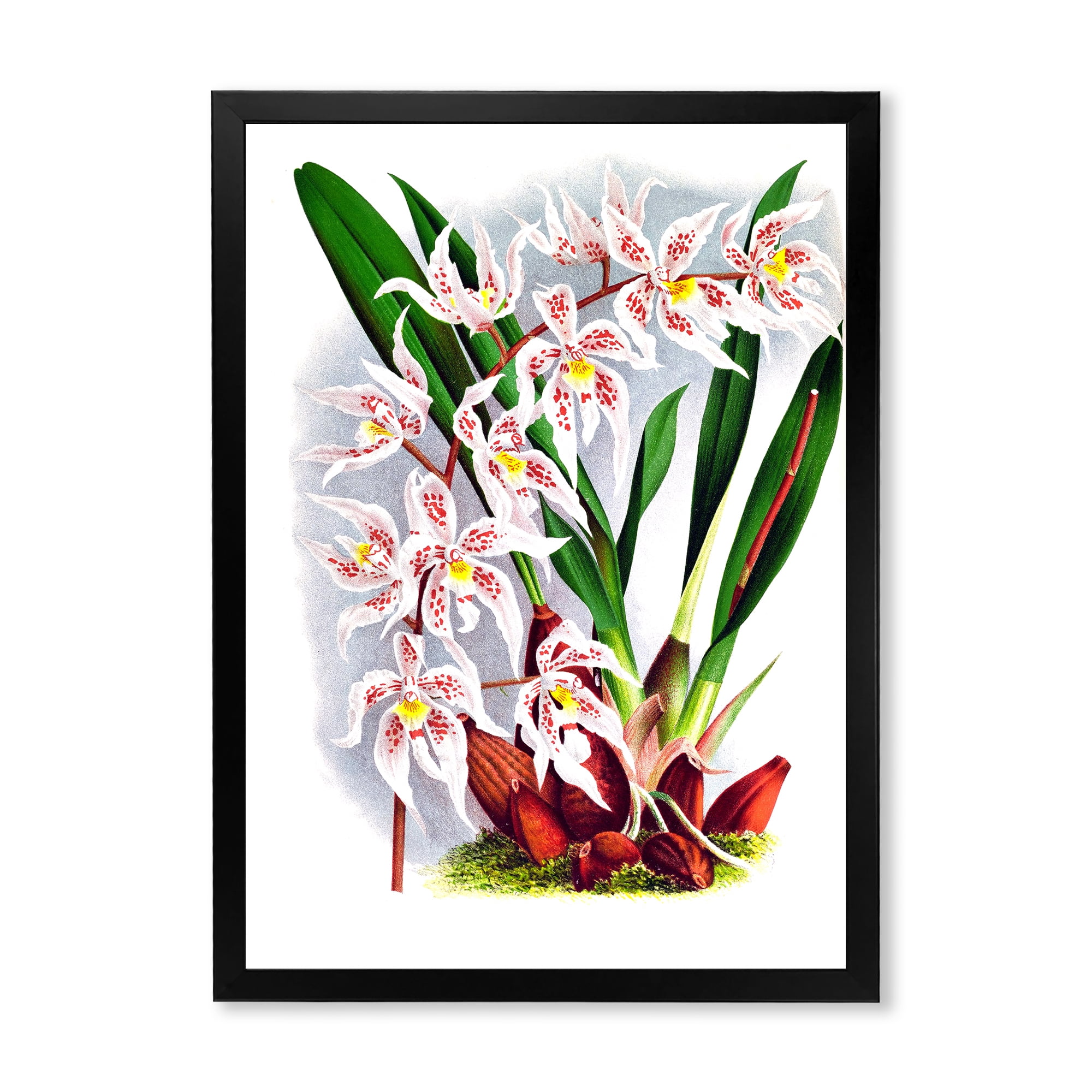 Designart 'White Vintage Orchid Flower II' Traditional Framed Art Print