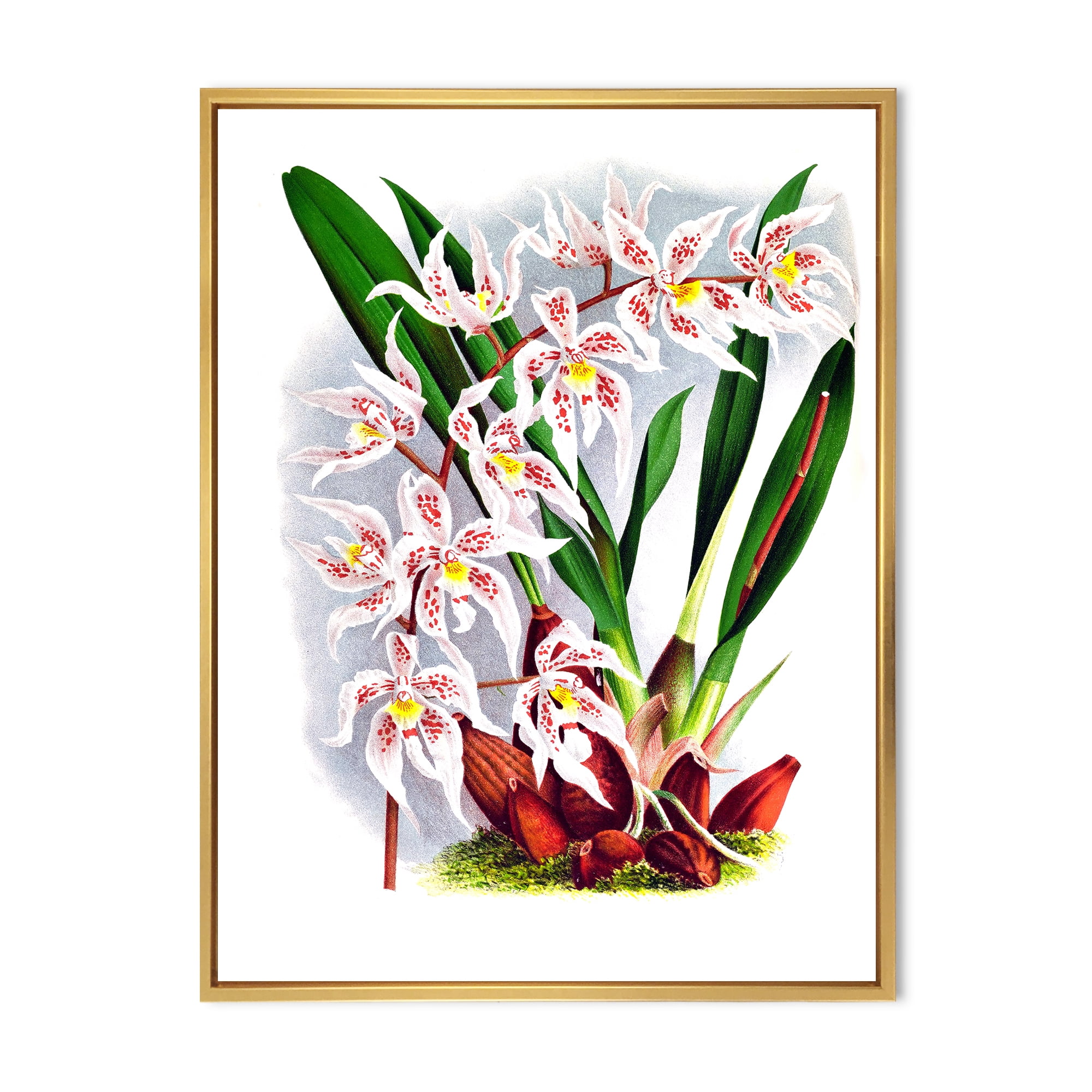 Designart 'White Vintage Orchid Flower II' Traditional Framed Canvas Wall Art Print