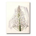 thumbnail image 1 of Designart ' White Vintage Orchid I ' Traditional Canvas Wall Art Print, 1 of 4
