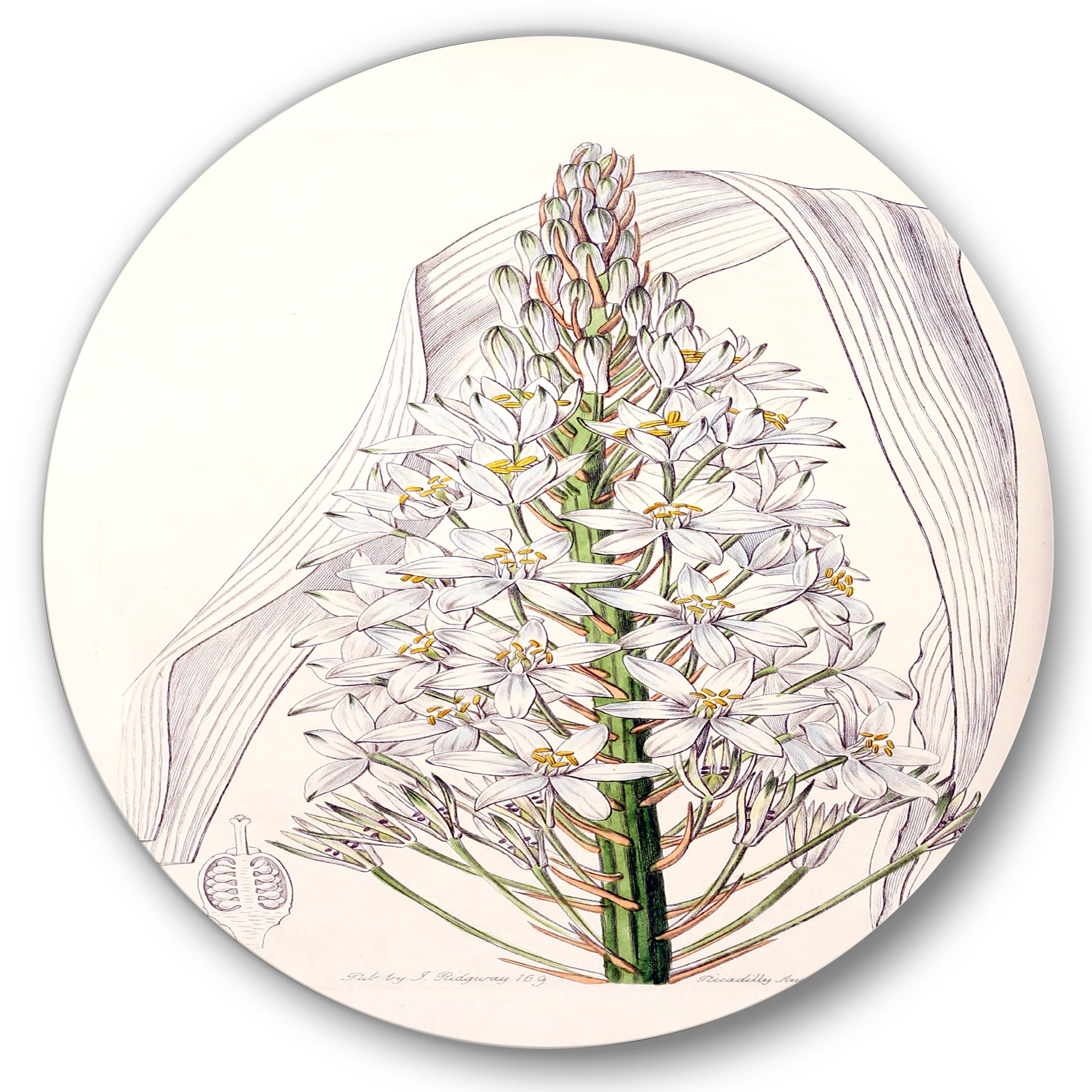 Designart 'White Vintage Orchid I' Traditional Circle Metal Wall Art 29x29 - Disc of 29