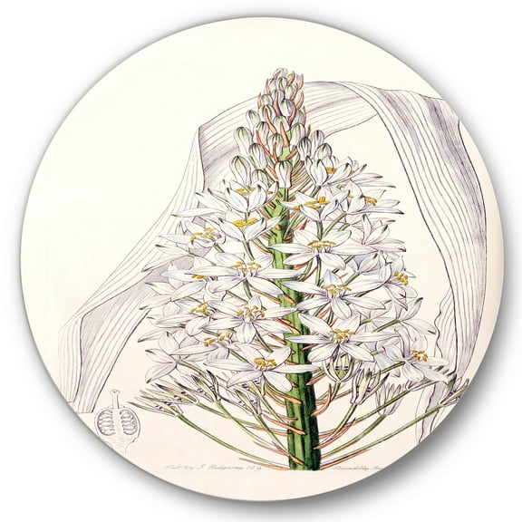Designart 'White Vintage Orchid I' Traditional Circle Metal Wall Art 36x36 - Disc of 36