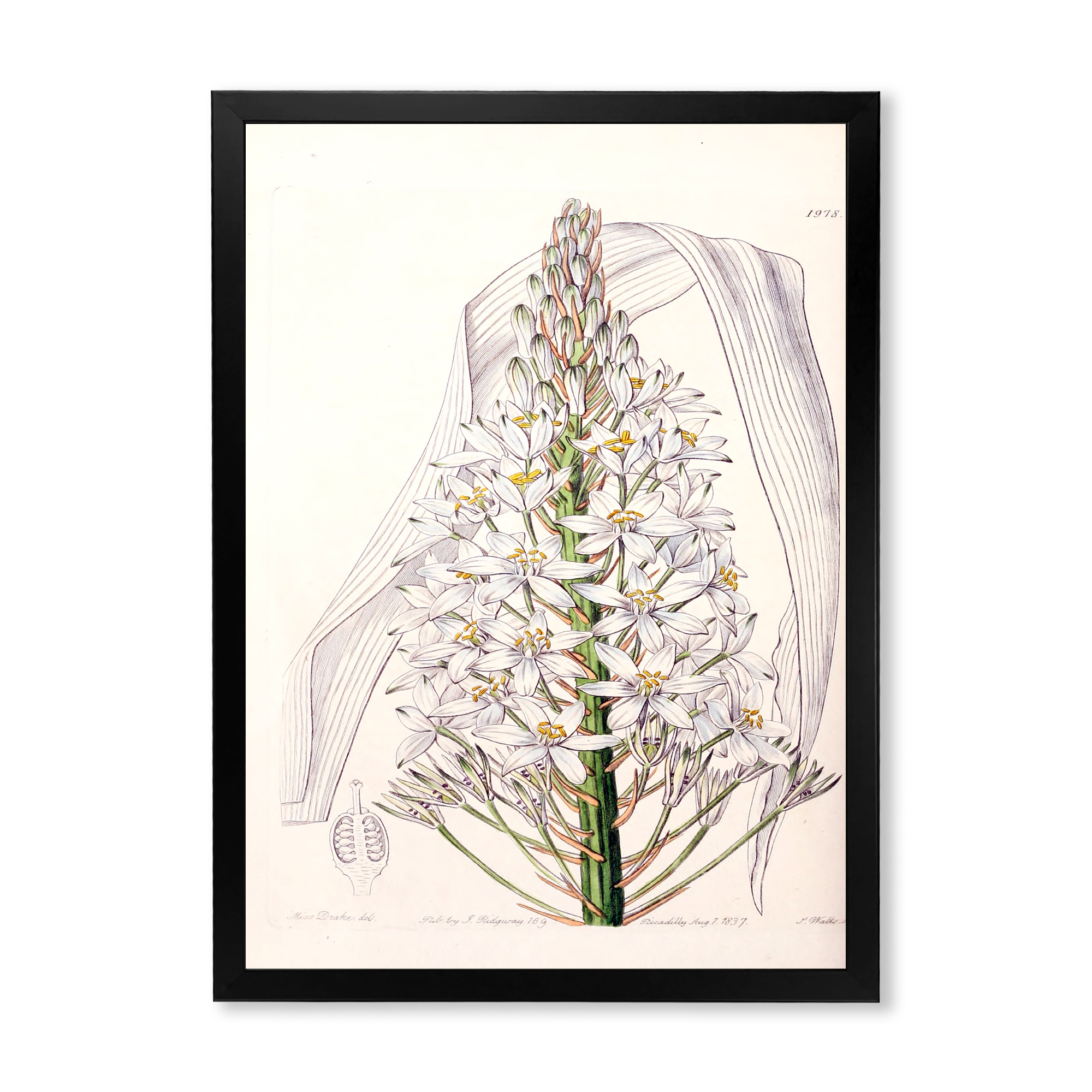 Designart 'White Vintage Orchid I' Traditional Framed Art Print