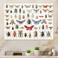thumbnail image 1 of Designart "Wondrous Tiny Insects II" Insects & Bugs Metal Art Print, 1 of 5