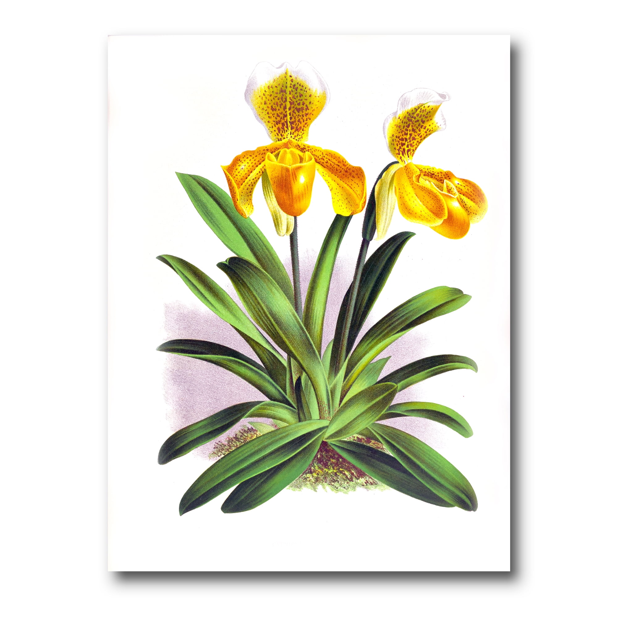 Designart ' Yellow Vintage Orchid ' Traditional Canvas Wall Art Print