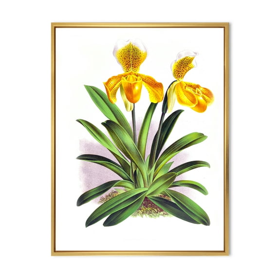 Designart 'Yellow Vintage Orchid' Traditional Framed Canvas Wall Art Print