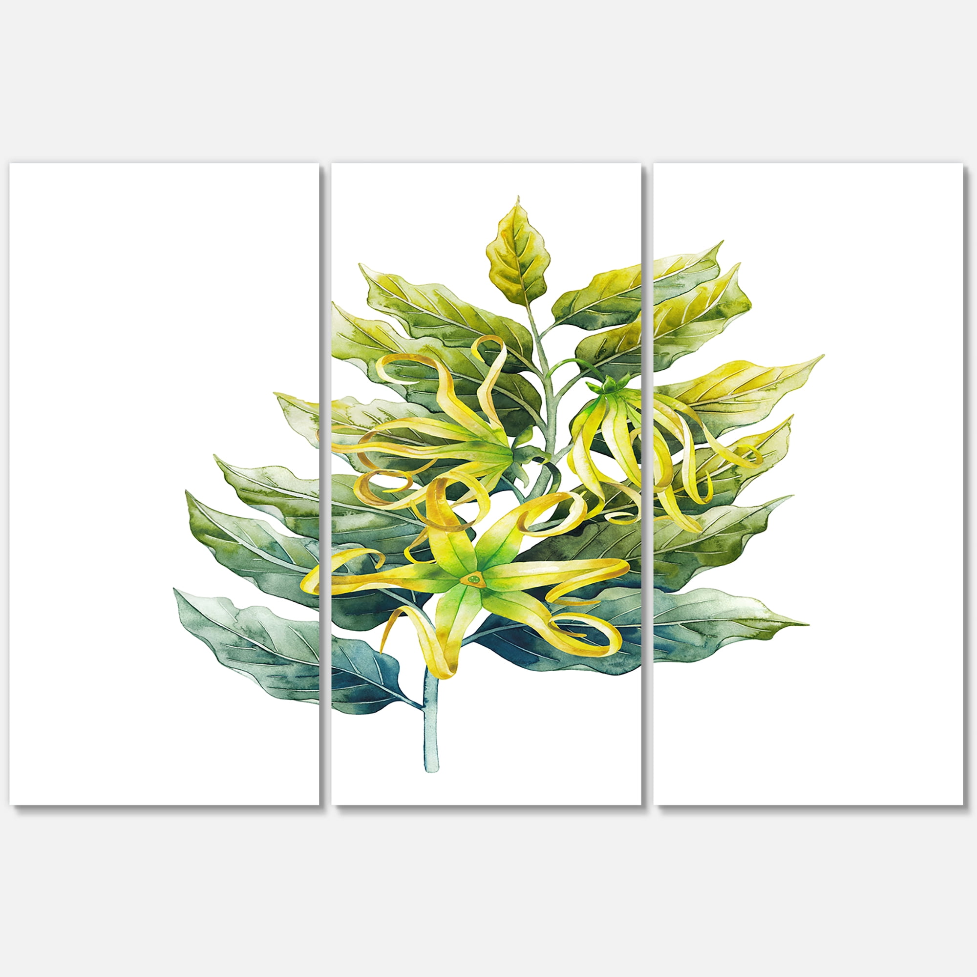 Designart ' Ylang Ylang Flower On White ' Traditional Canvas Wall Art Print