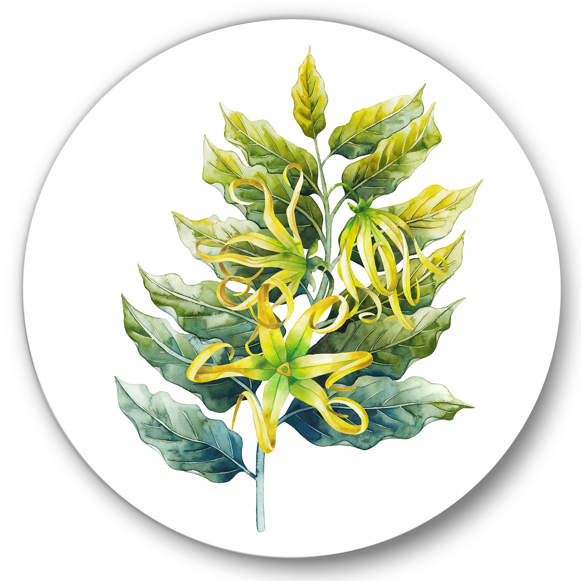 Designart 'Ylang Ylang Flower On White' Traditional Circle Metal Wall Art 23x23 - Disc of 23
