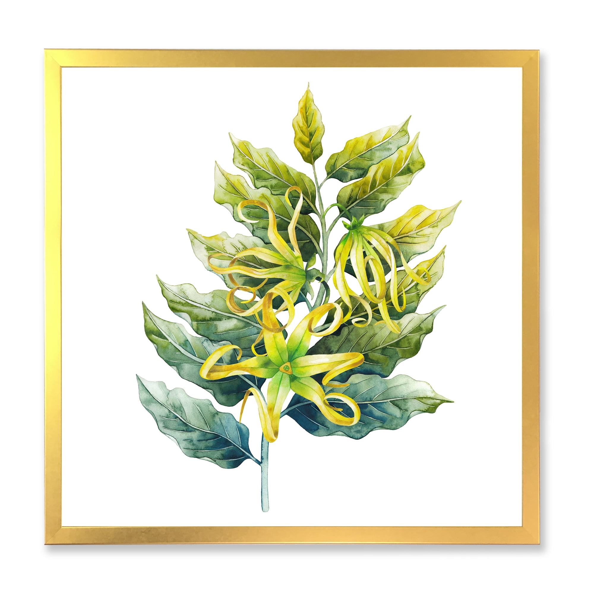 Designart 'Ylang Ylang Flower On White' Traditional Framed Art Print