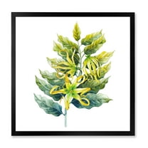 Designart 'Ylang Ylang Flower On White' Traditional Framed Art Print