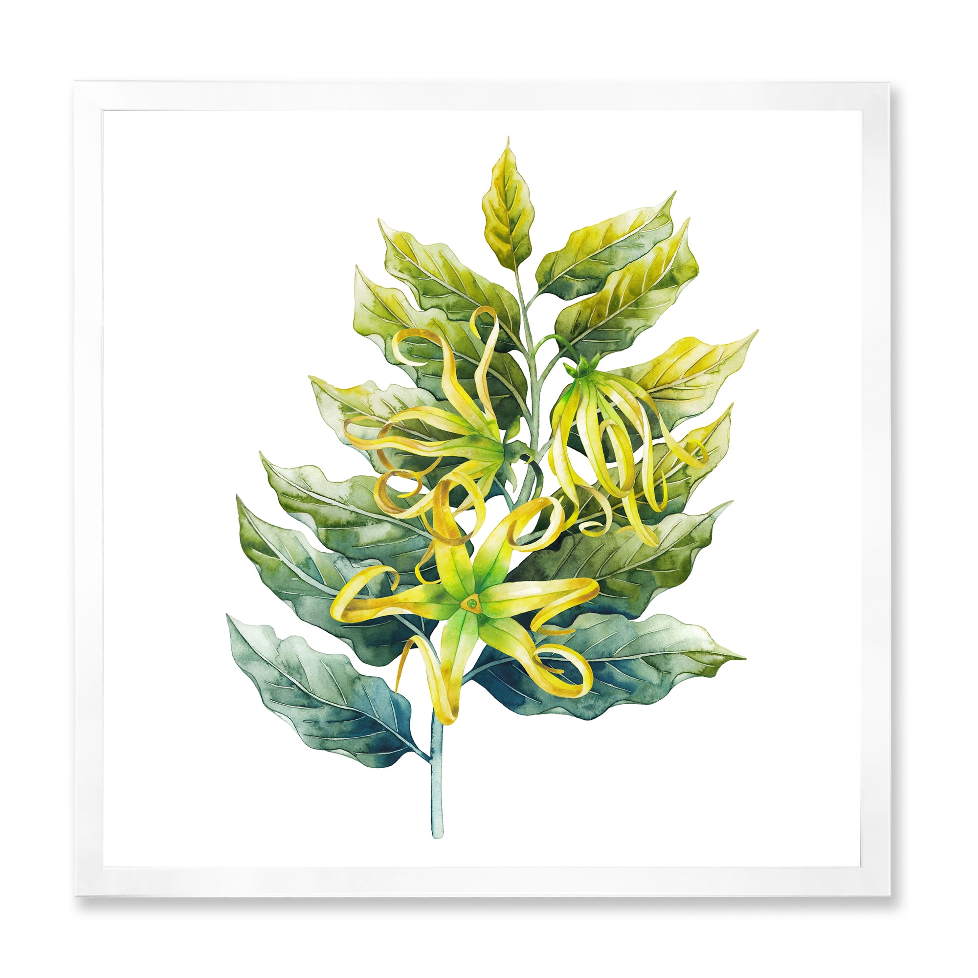 Designart 'Ylang Ylang Flower On White' Traditional Framed Art Print