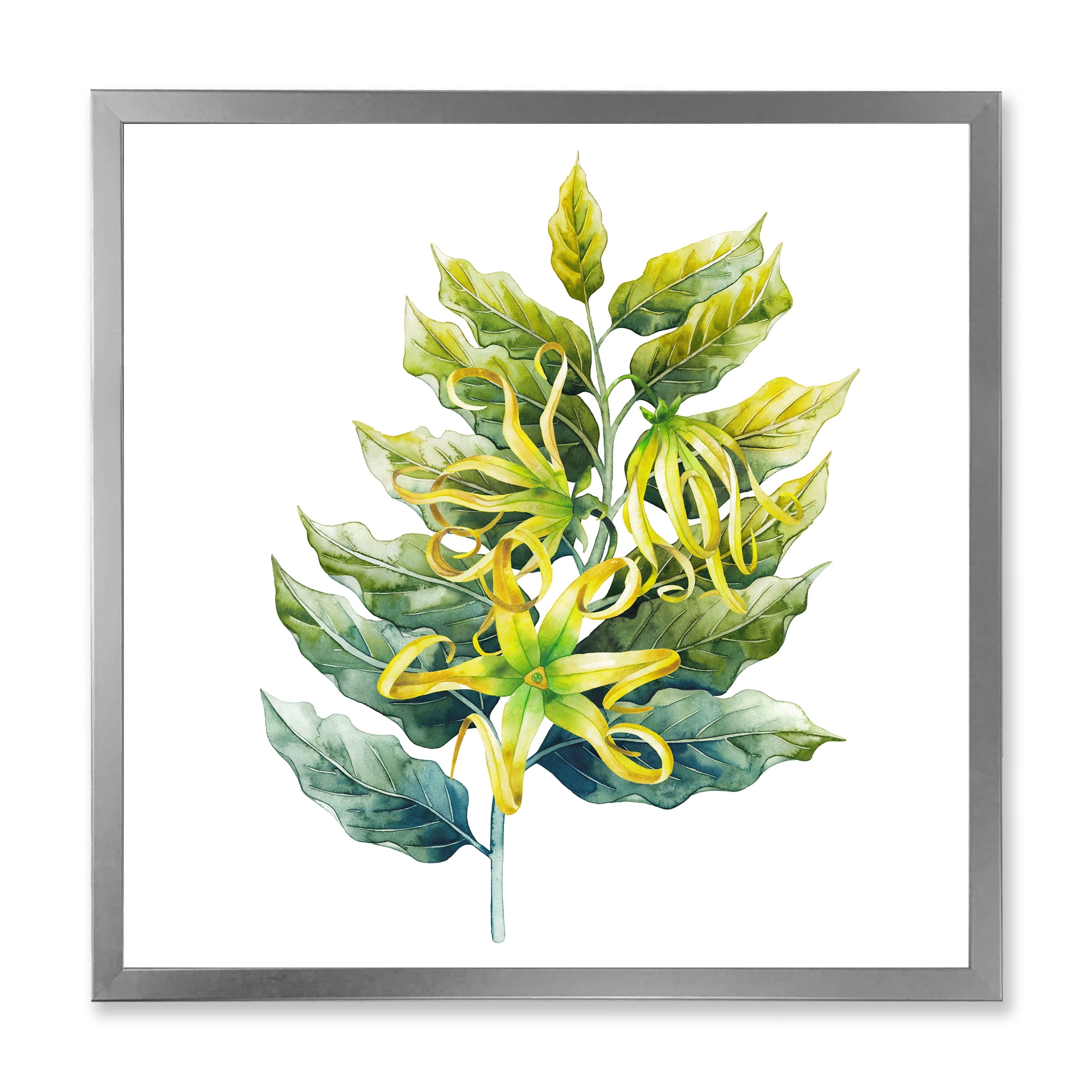 Designart 'Ylang Ylang Flower On White' Traditional Framed Art Print
