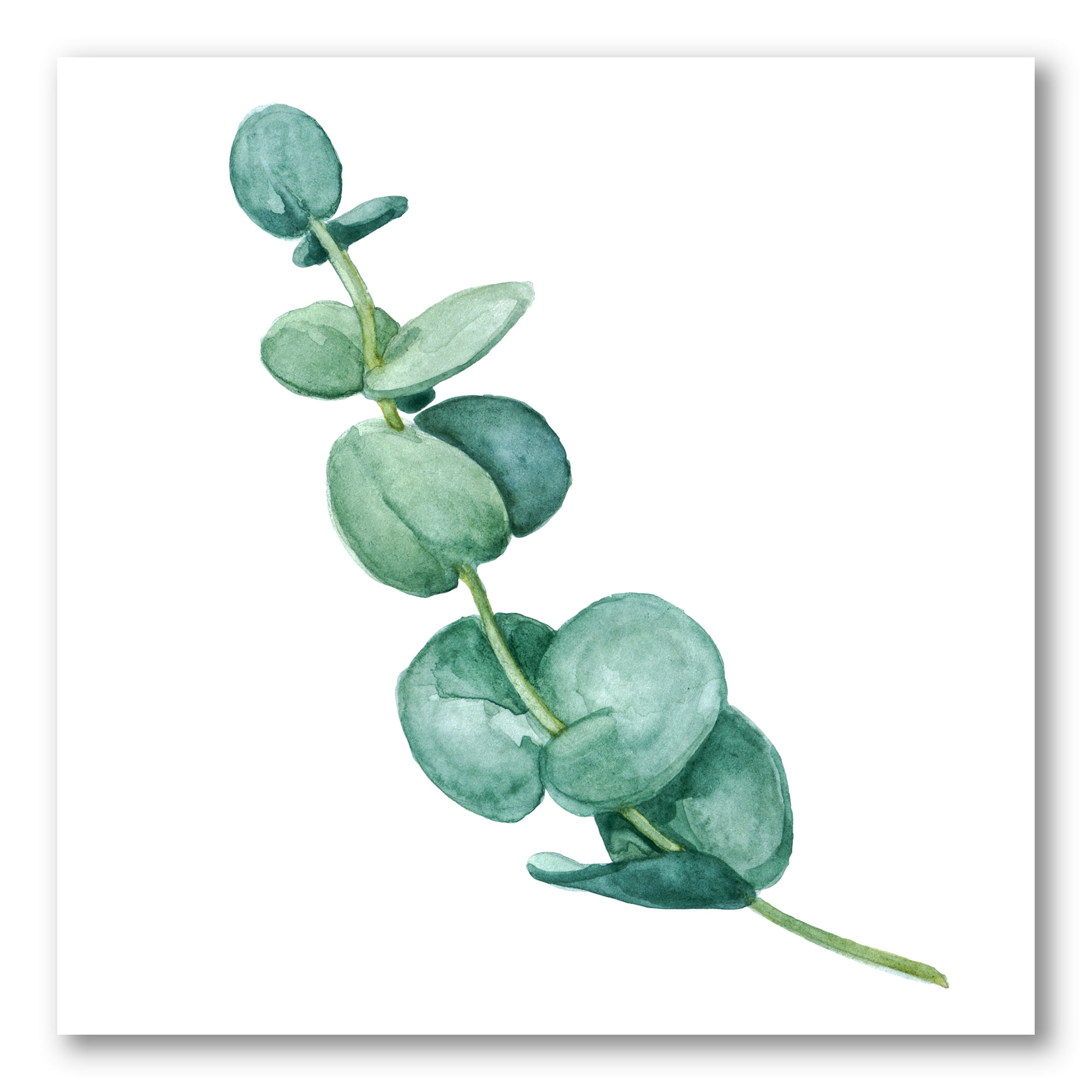 Designart ' Young Eucalyptus Branches and Leaves II ' Traditional Canvas Wall Art Print