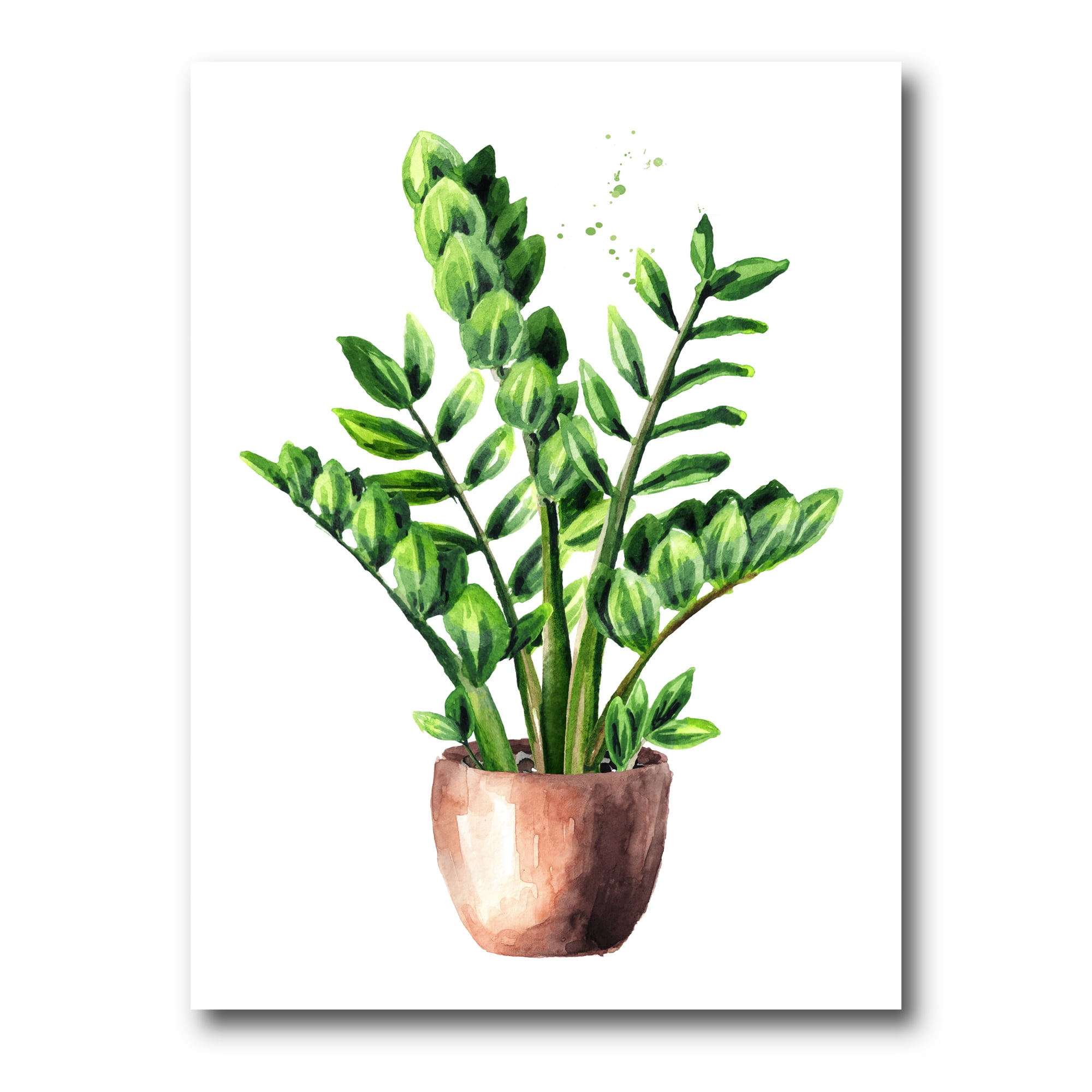 Designart ' Zamioculcas Tropical Plant With Green Leaves On White ' Traditional Canvas Wall Art Print