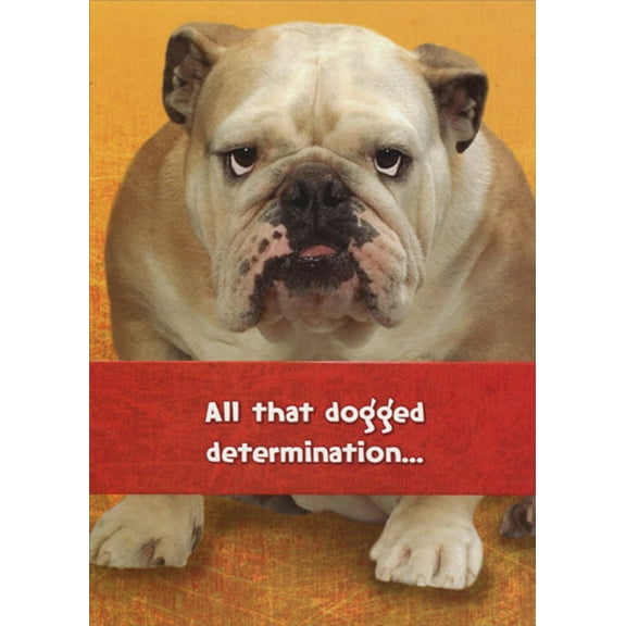 Designer Greetings Dogged Determination Bulldog Funny : Humorous Dog Congratulations Card