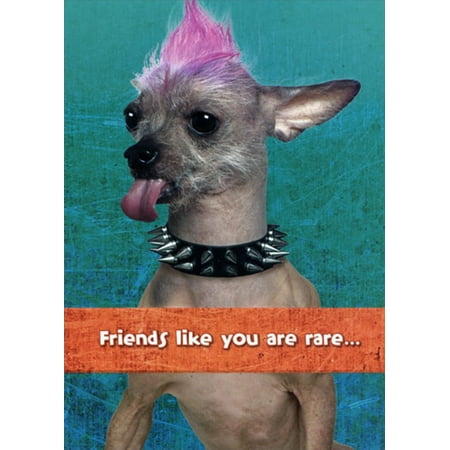 Designer Greetings Skinny Dog with Pink Hair and Spiked Collar Funny : Humorous Friendship Card
