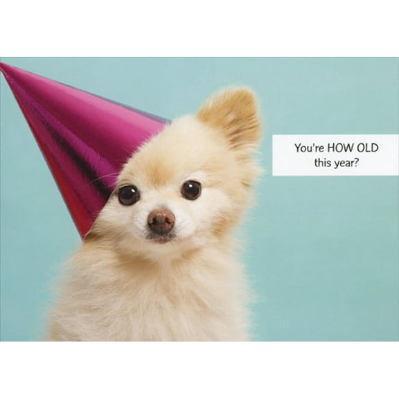 Designer Greetings Small Dog Wearing Purple Party Hat Funny / Humorous Birthday Card