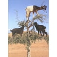 thumbnail image 1 of Designer Greetings Three Brown and White Goats Standing on Tree Branches Funny / Humorous Graduation Congratulations Card, 1 of 2