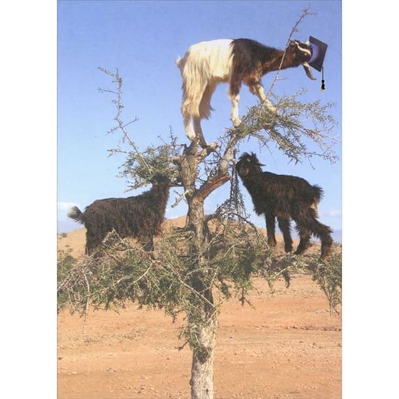 Designer Greetings Three Brown and White Goats Standing on Tree Branches Funny / Humorous Graduation Congratulations Card