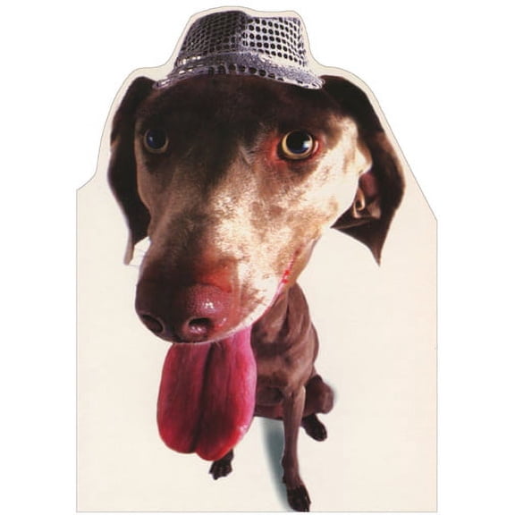 Designer Greetings Weimaraner Closeup Photo : Die Cut Blank Note Card