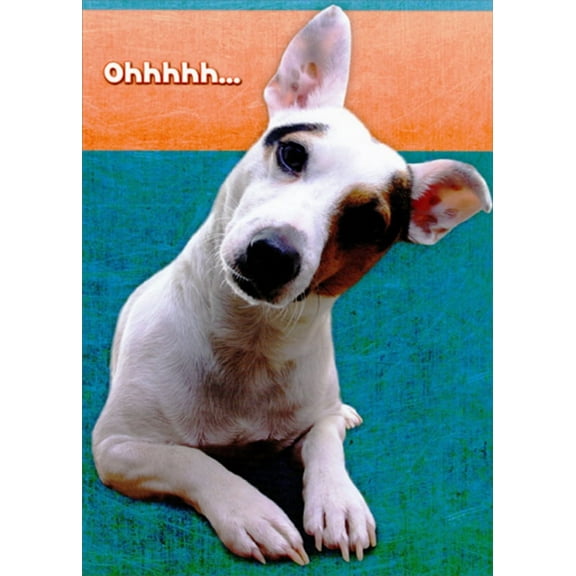 Designer Greetings White and Brown Dog with Tilted Head Funny : Humorous Over the Hill Insulting Birthday Card for Him : Man : Men